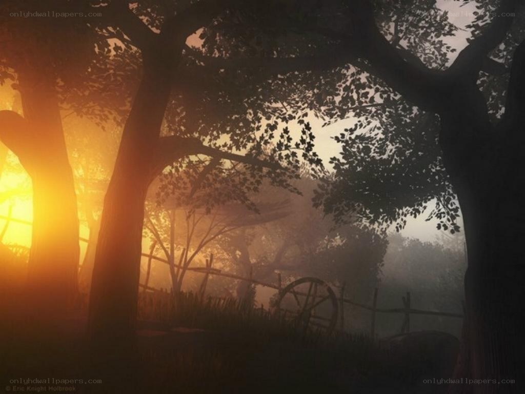 Sunset through the trees