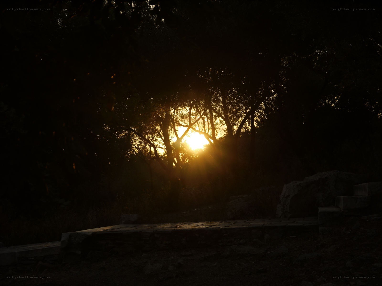 Sunset through the trees