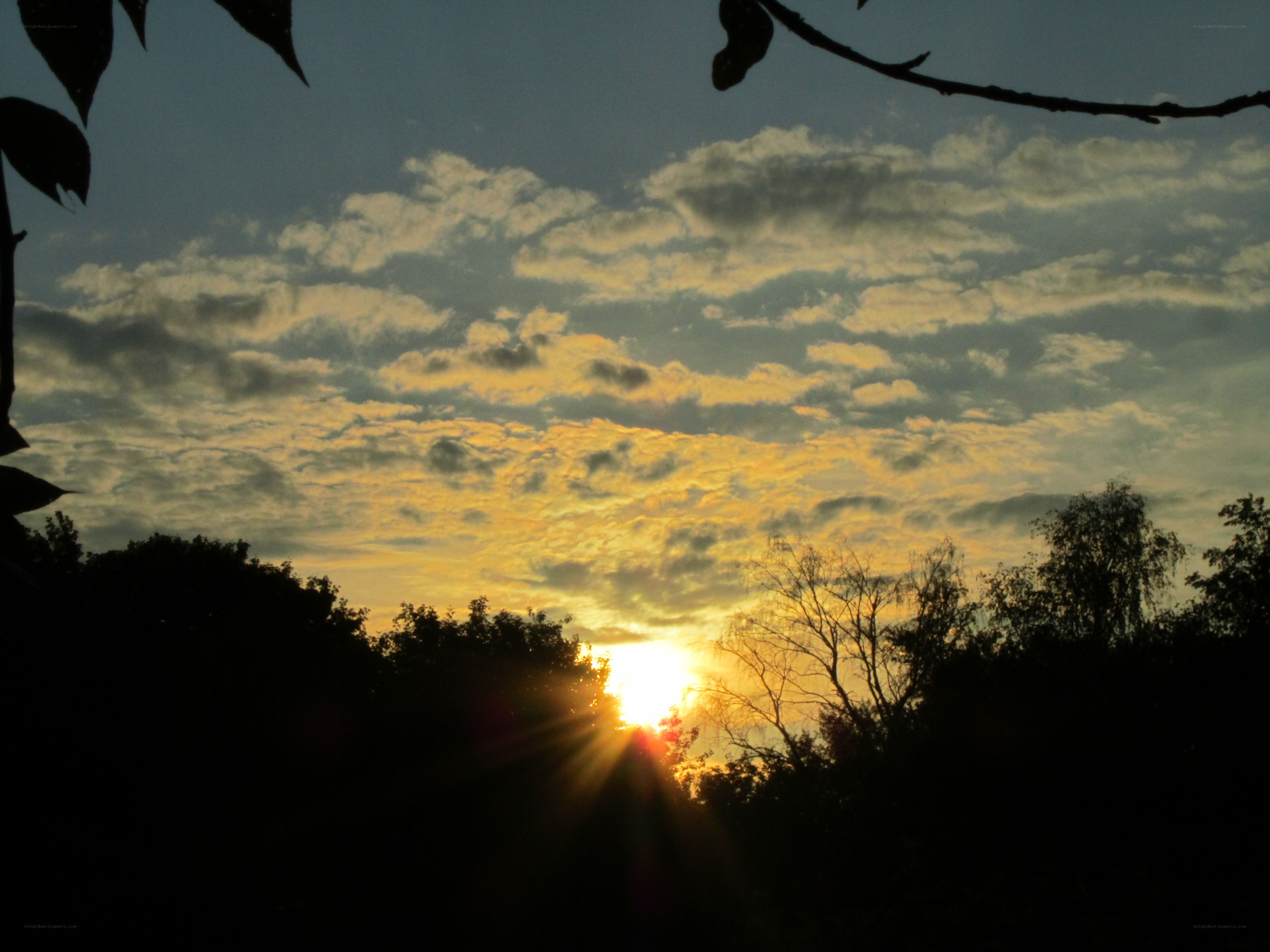 Sunset through the trees