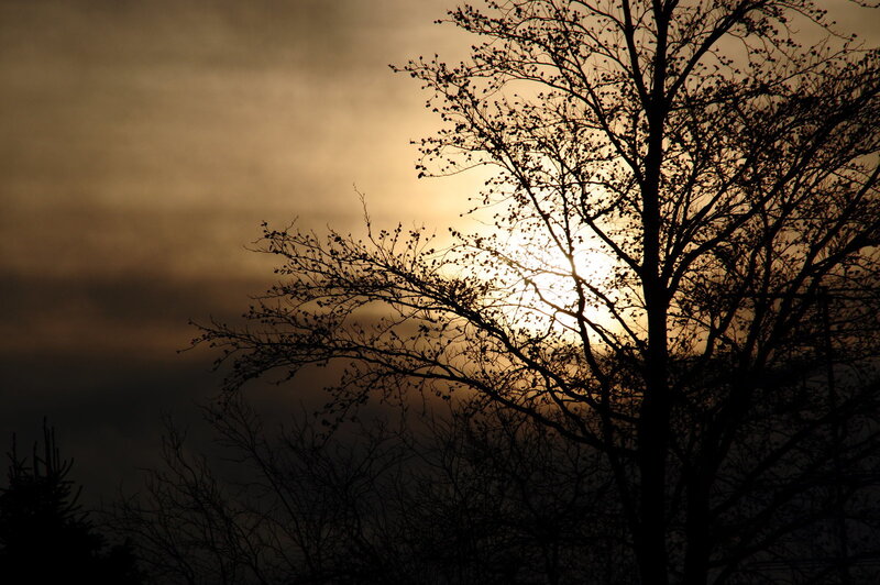 Sunset through tree branches