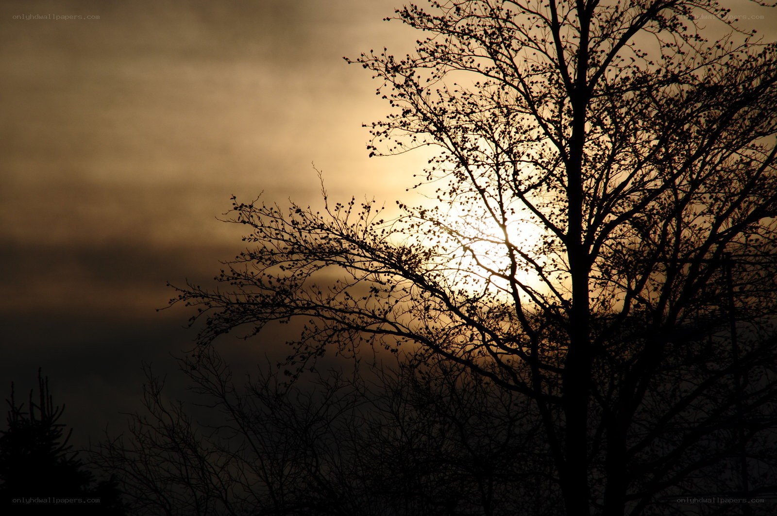 Sunset through tree branches