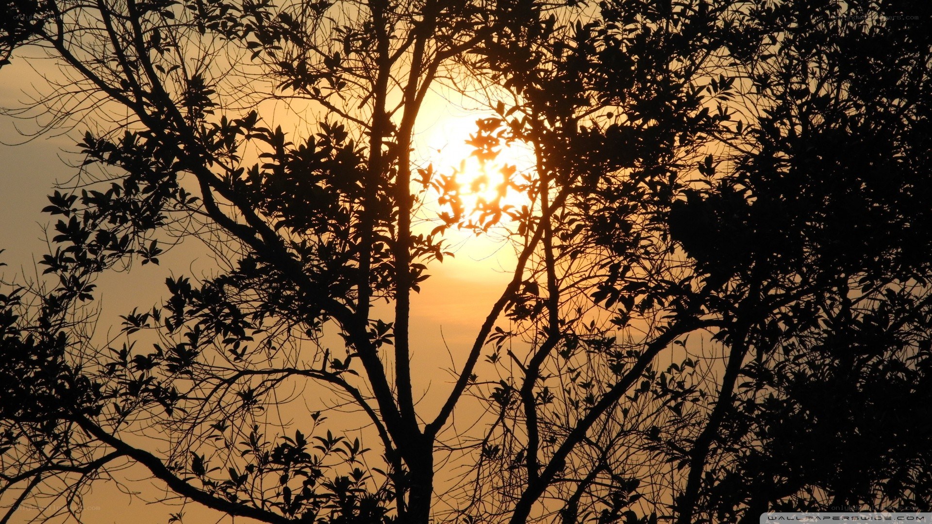Sunset through tree branches