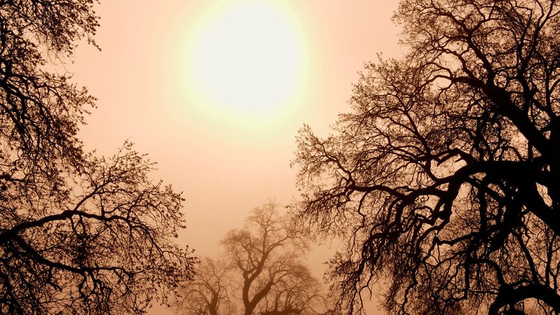 Sunset through tree branches