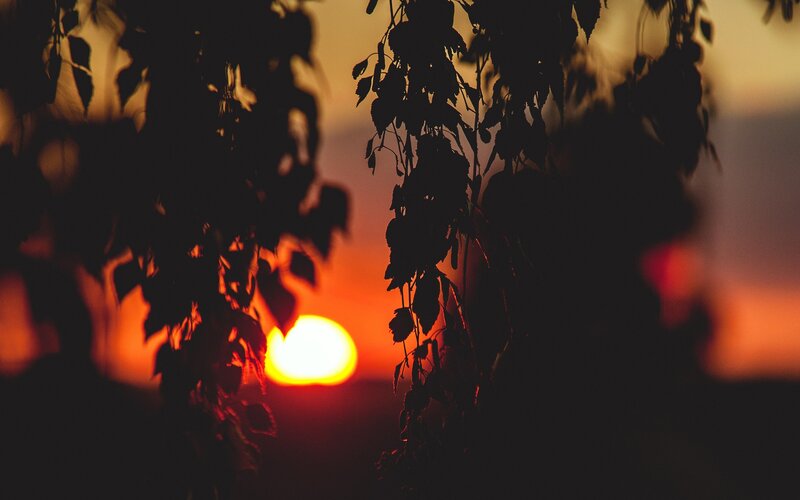 Sunset through tree branches