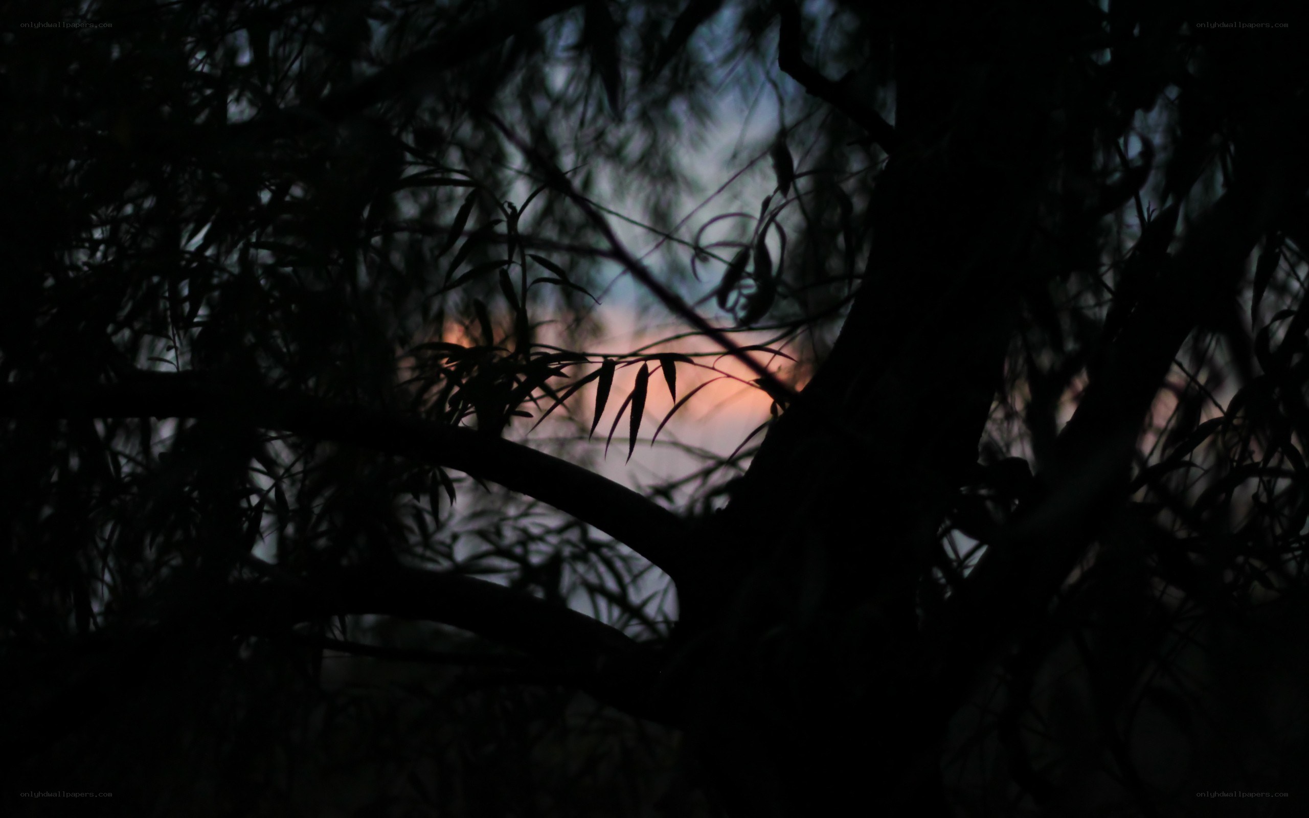 sunset through tree branches