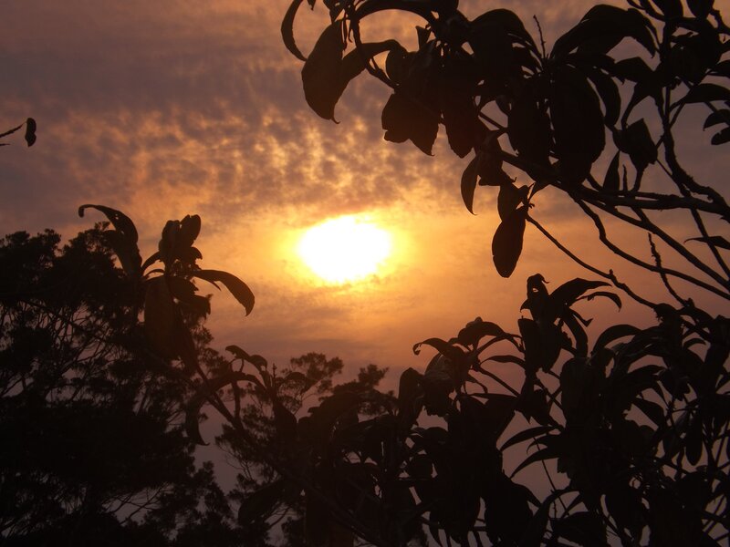 Sunset through tree branches