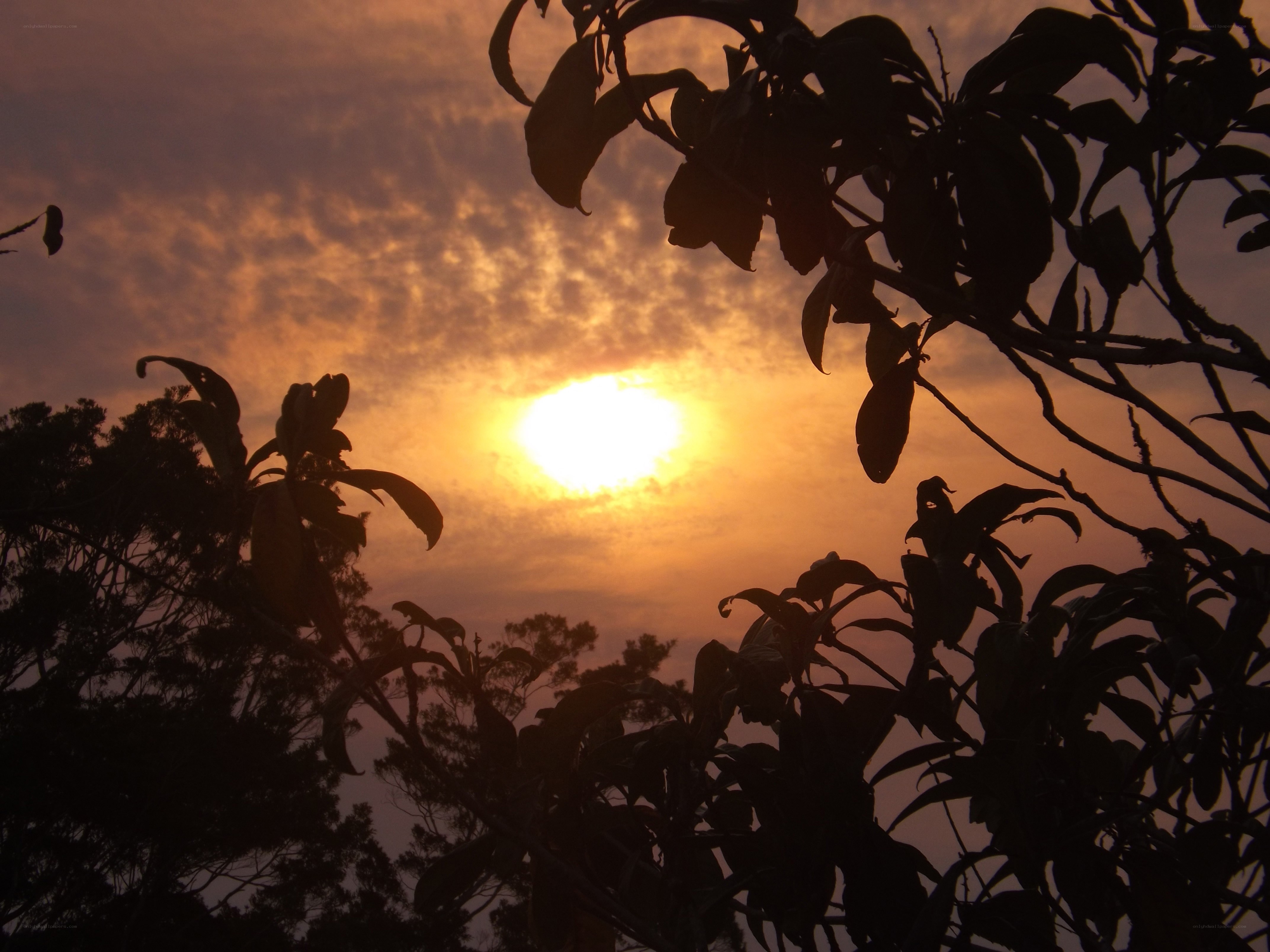 Sunset through tree branches