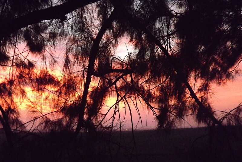 Sunset through tree branches