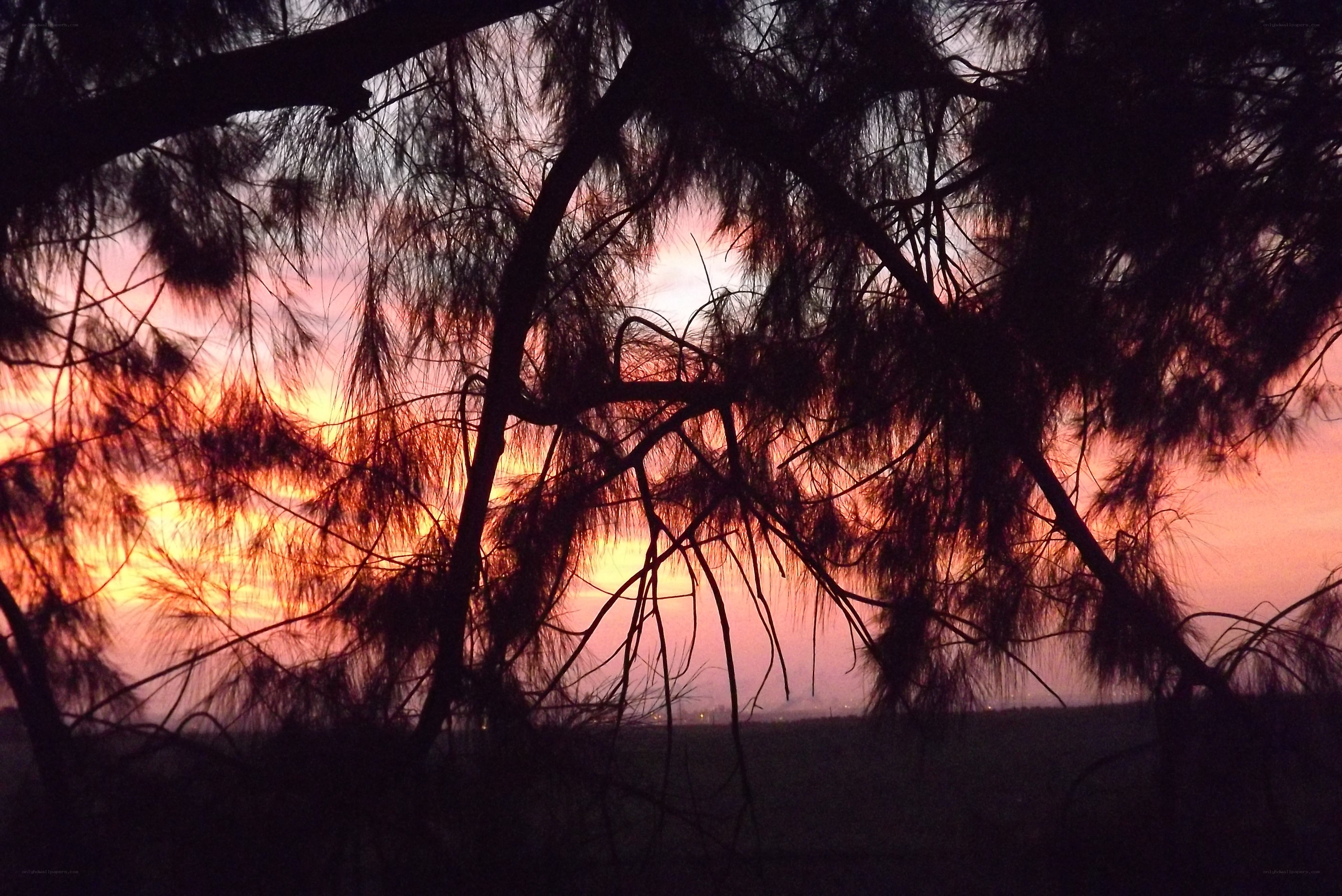Sunset through tree branches