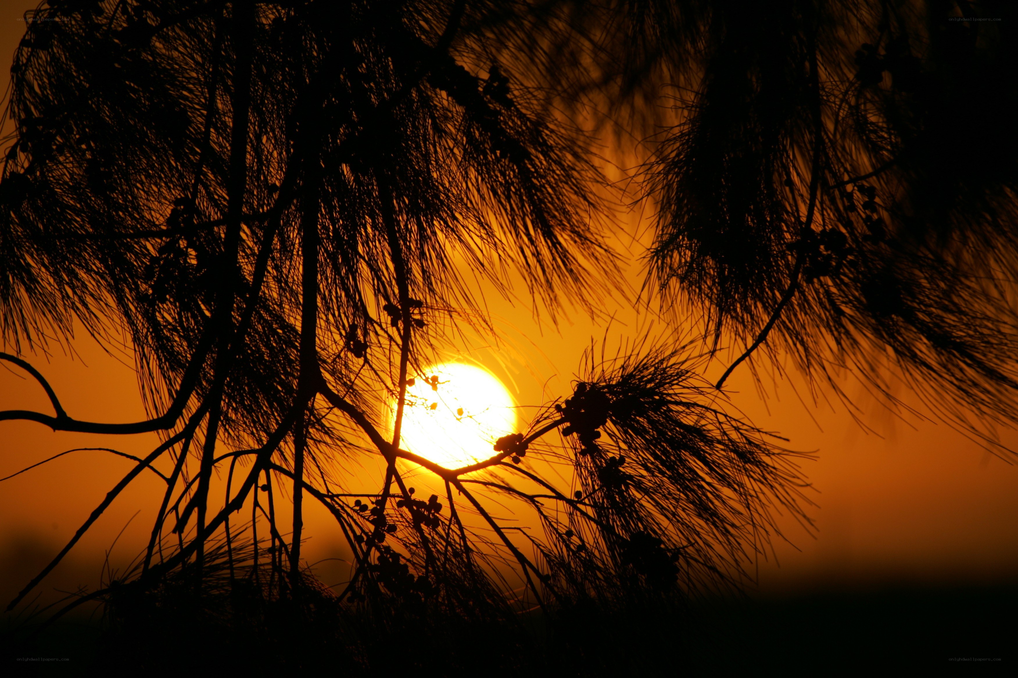 Sunset through tree branches