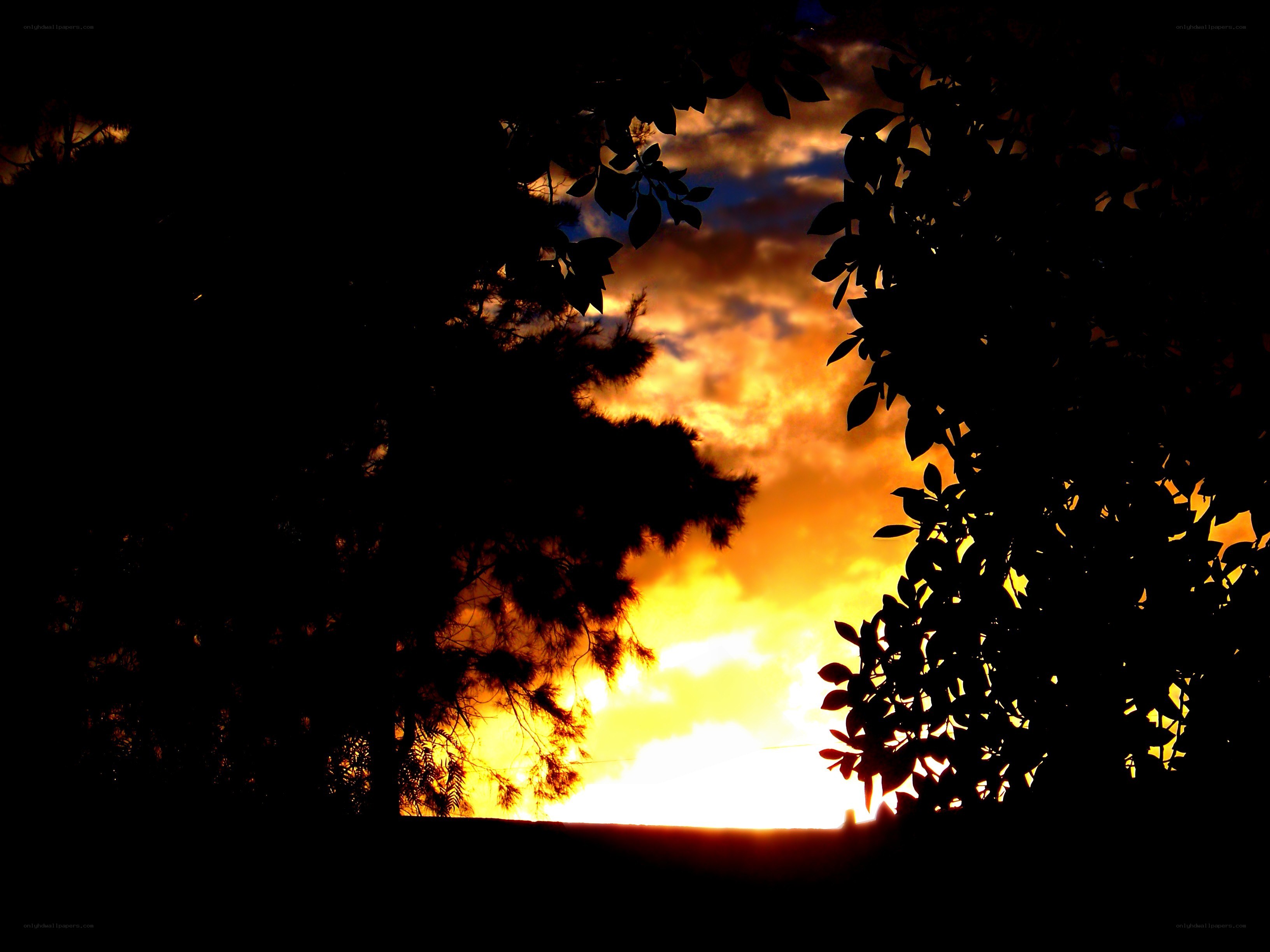sunset through tree branches