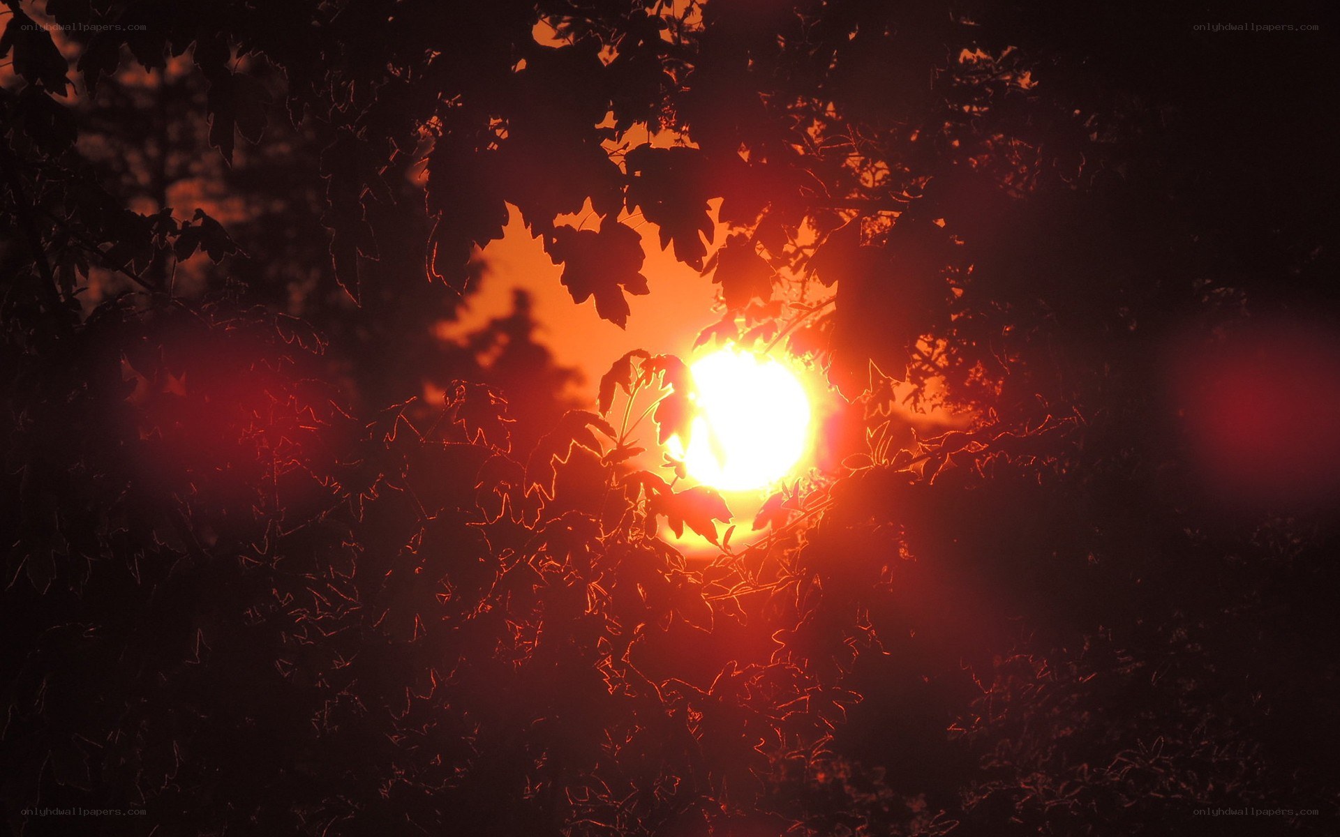 Sunset through tree branches
