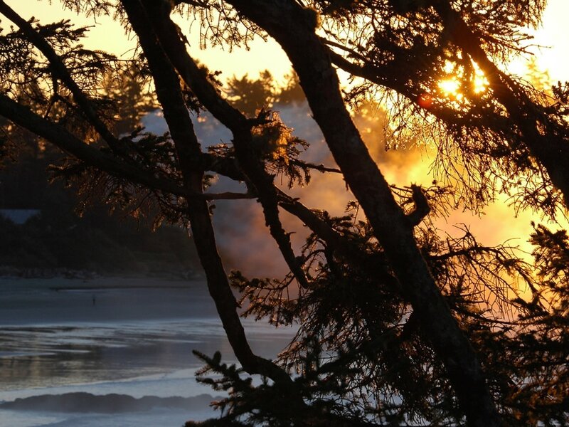 Sunset through tree branches