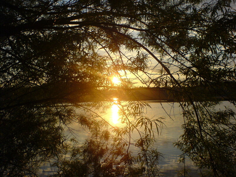 Sunset through tree branches
