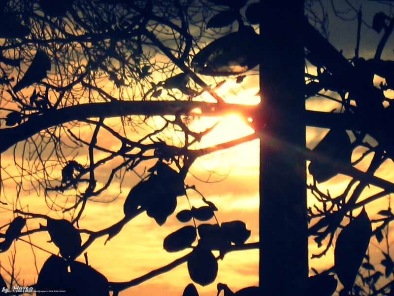 Sunset through tree branches