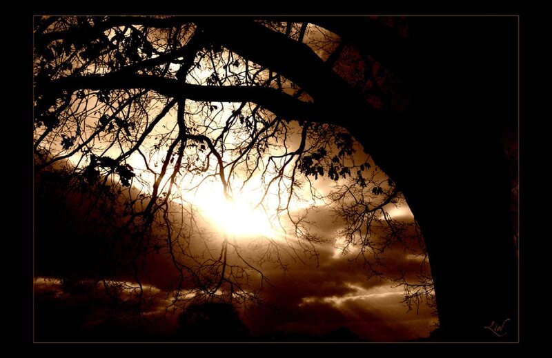 Sunset through tree branches