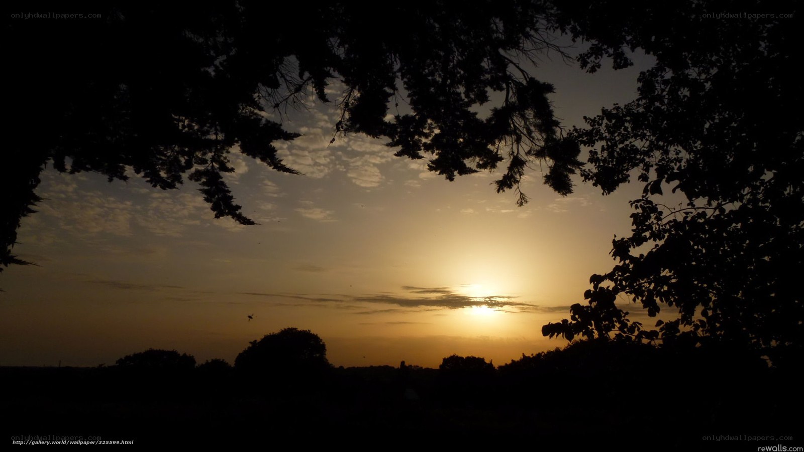 sunset through tree branches