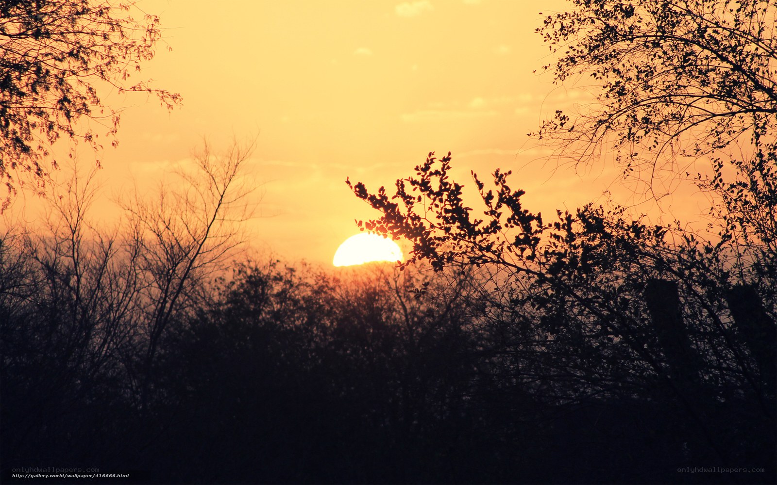 Sunset through tree branches