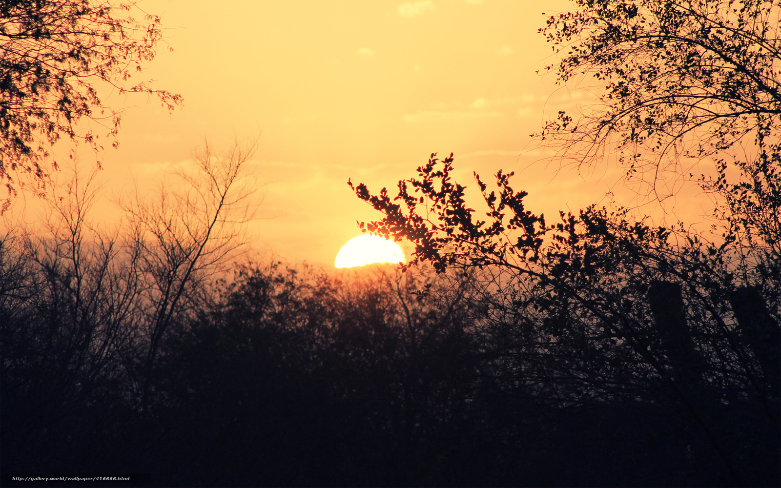 Sunset through tree branches