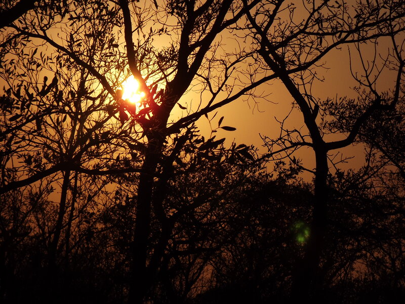 Sunset Through Tree Branches — Orange, Dramatic, Photograph