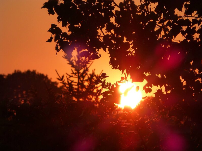 Sunset Through Tree Branches — Orange, Dramatic, Photograph, Trees, Sky, Sun