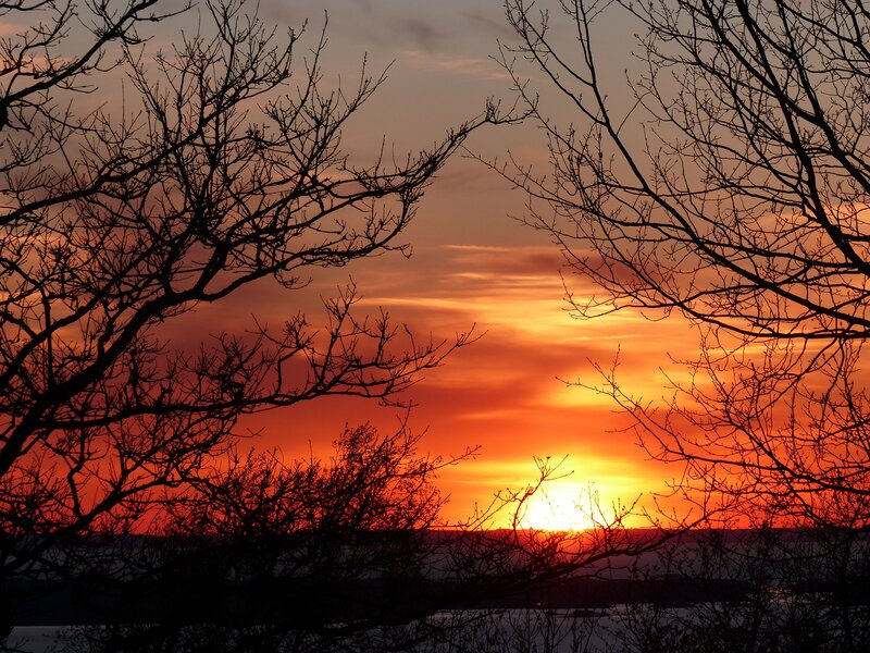 Sunset Through Tree Branches — Orange, Dramatic, Photograph, Trees, Sky