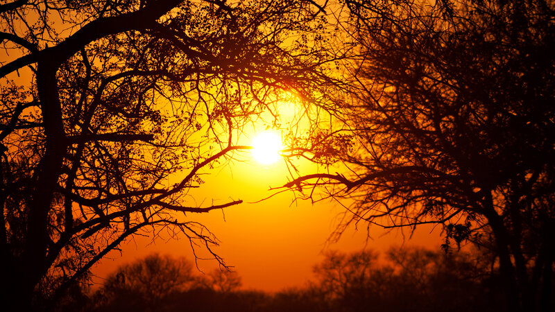 Sunset Through Tree Branches — Orange, Dramatic, Photograph, Trees
