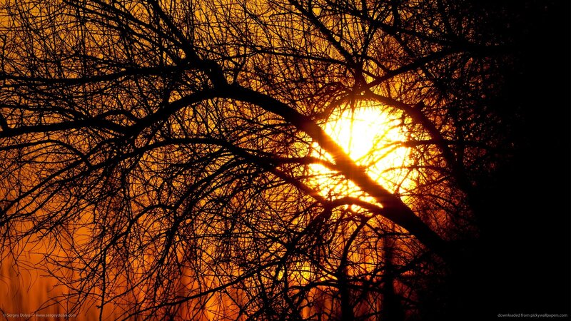 Sunset Through Tree Branches — Orange, Dramatic