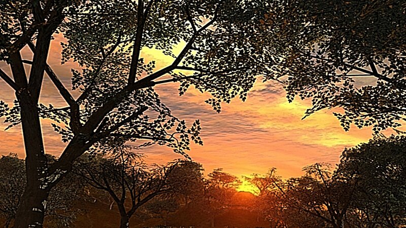 Sunset Through Tree Branches — Orange, Serene, Photograph