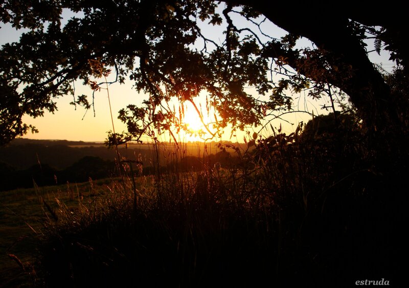 Sunset Through Tree Branches — Orange, Serene
