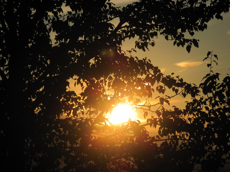 Sunset Through Tree Branches — Orange