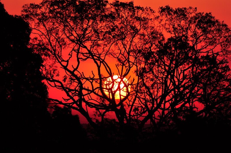 Sunset Through Tree Branches — Red