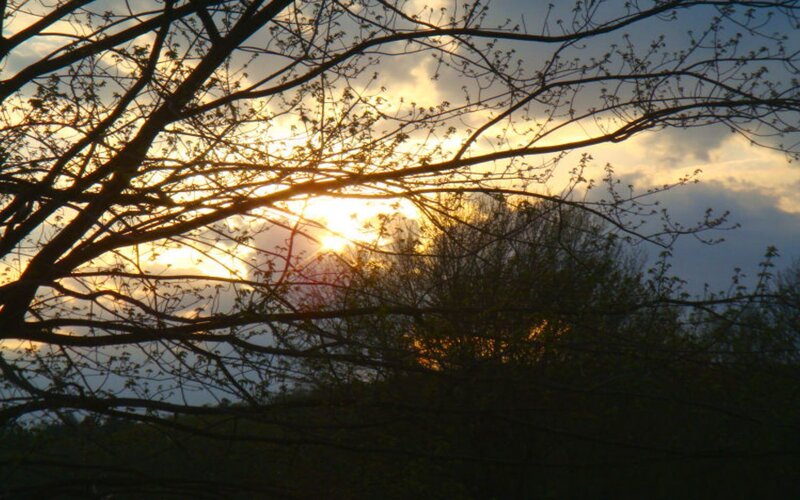 Sunset Through Tree Branches — Yellow