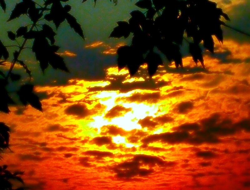 Sunset Through Tree Leaves — Orange