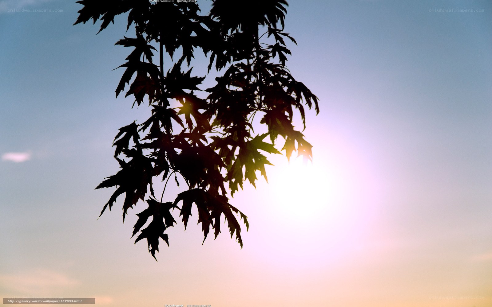sunset through tree leaves