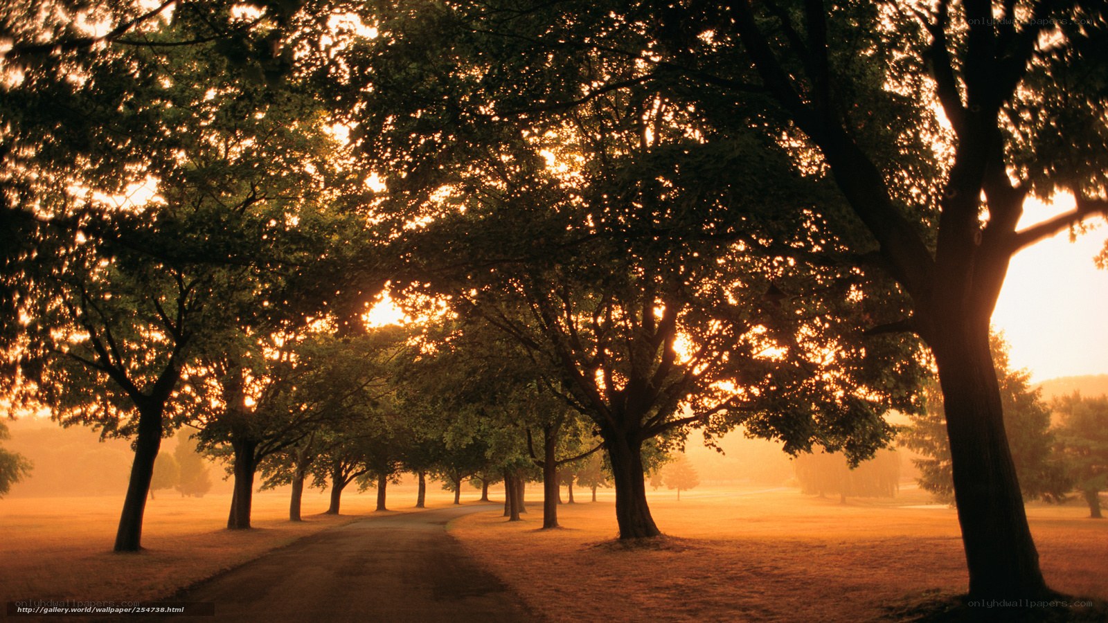 Sunset through tree-lined path