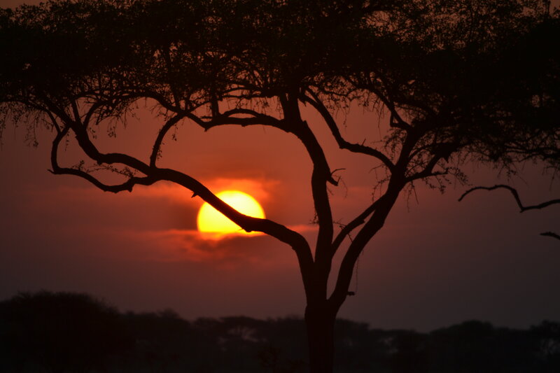 Sunset through tree silhouette