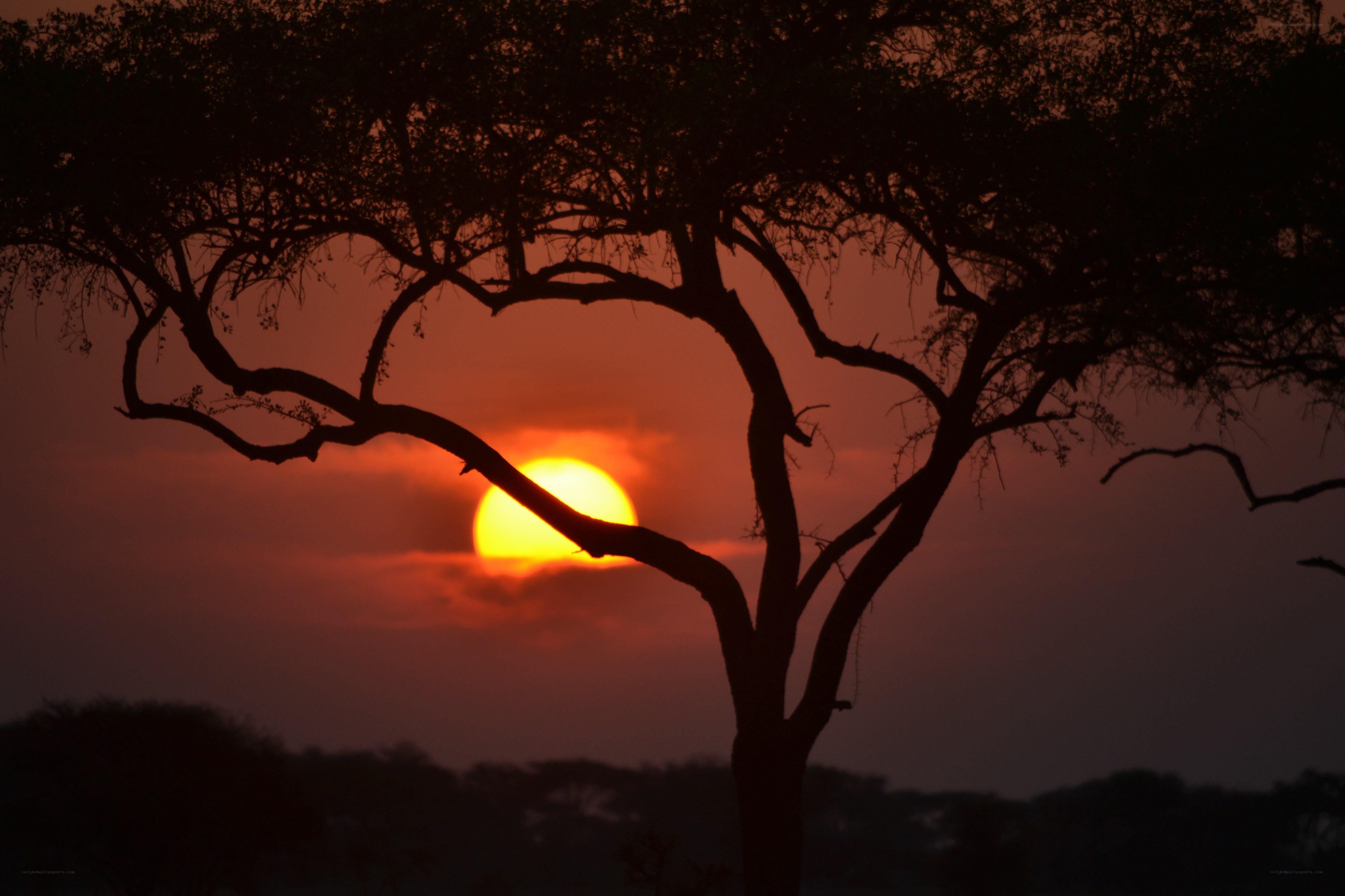 Sunset through tree silhouette
