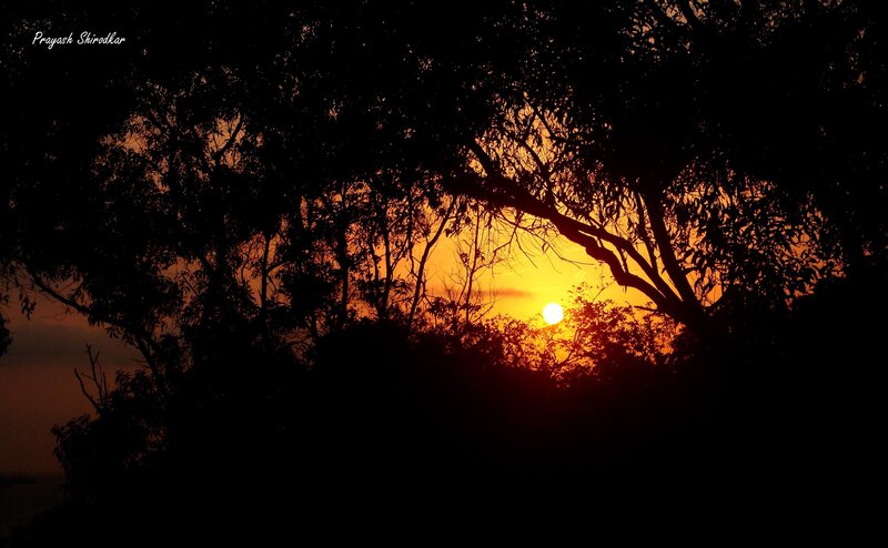 Sunset Through Tree Silhouettes — Orange