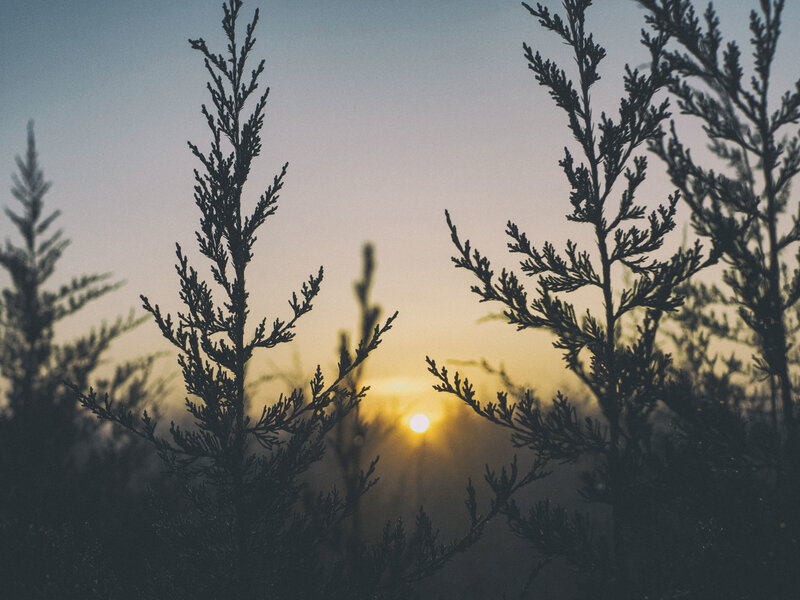 Sunset through tree silhouettes