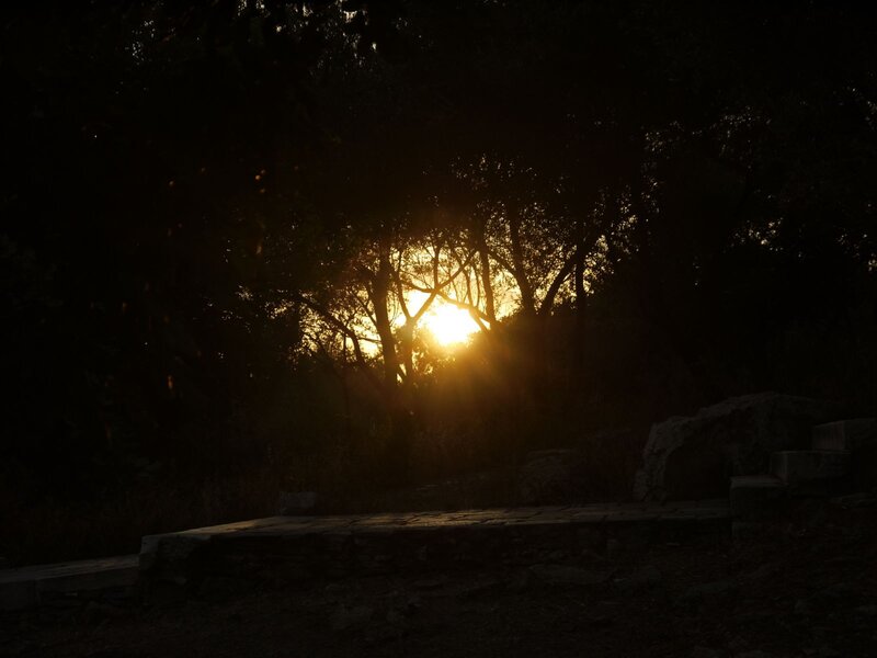 Sunset Through Trees — Black