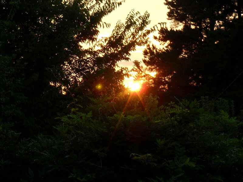 Sunset Through Trees — Green