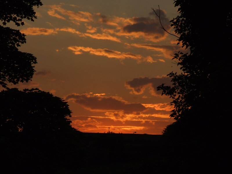 Sunset Through Trees — Orange, Serene, Photograph, Clouds