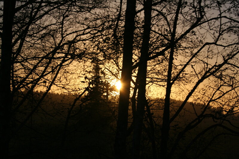 Sunset Through Trees — Orange, Serene, Photograph, Sun