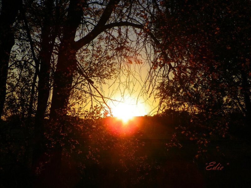 Sunset Through Trees — Orange, Serene, Photograph