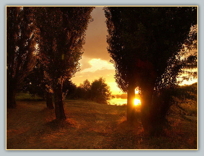 Sunset Through Trees — Orange, Serene
