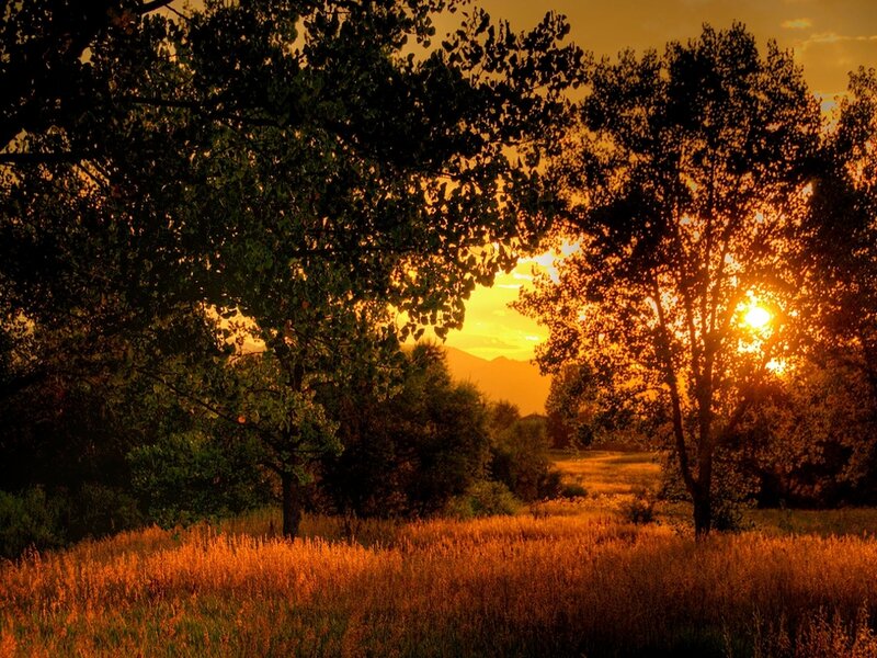 Sunset Through Trees — Orange