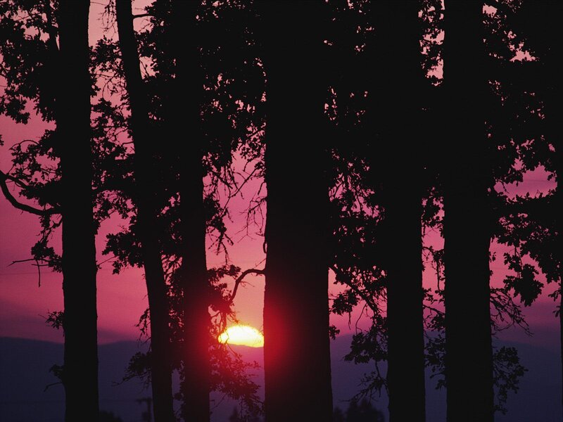 Sunset Through Trees — Pink, Serene, Photograph