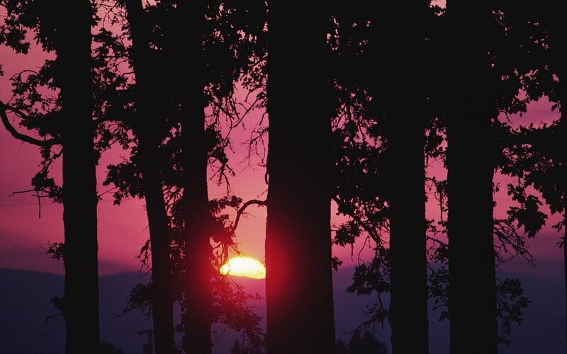 Sunset Through Trees — Pink, Serene
