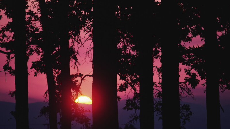 Sunset Through Trees — Pink